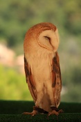 Sova pálená (Tyto alba). Eze. Francie