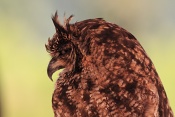 Výreček malý (Otus scops). Eze. Francie