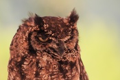 Výreček malý (Otus scops). Eze. Francie