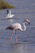 Plameňák růžový (Phoenicopterus  ruber). Camarque. Francie
