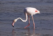 Plameňák růžový (Phoenicopterus  ruber). Camarque. Francie