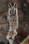 Kalous ušatý (Asio otus). ZOO Brno