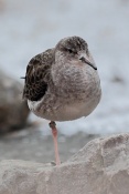 Jespák bojovný (Philomachus pugnax). ZOO Brno