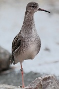 Jespák bojovný (Philomachus pugnax). ZOO Brno