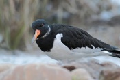 Ústřičník velký (Haematopus ostralegus). ZOO Brno