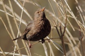 Kos černý (Turdus merula). ZOO Brno