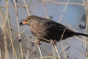 Kos černý (Turdus merula). ZOO Brno