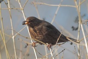 Kos černý (Turdus merula). ZOO Brno