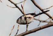 Mlynařík dlouhoocasý (Aegithalos caudatus). Novomlýnské nádrže, Pálava