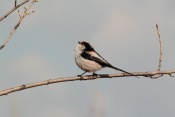 Mlynařík dlouhoocasý (Aegithalos caudatus). Novomlýnské nádrže, Pálava