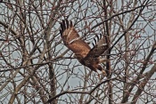 Káně lesní (Buteo buteo). Novomlýnské nádrže, Pálava
