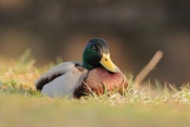 Kachna divoká - březňačka (Anas platyrhynchos).