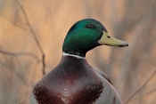 Kachna divoká - březňačka (Anas platyrhynchos).
