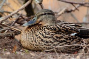 Kachna divoká - březňačka (Anas platyrhynchos).