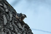 Brhlík lesní (Sitta europaea). Rybník Srpek. Kuřim