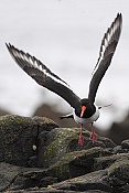 Ústřičník velký (Haematopus ostralegus)