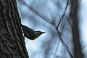 Brhlík lesní (Sitta europaea). Rybník Srpek. Kuřim