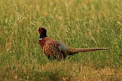 Bažant obecný (Phasianus colchicus). Zámecký park Židlochovice