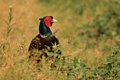 Bažant obecný (Phasianus colchicus). Zámecký park Židlochovice