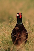 Bažant obecný (Phasianus colchicus). Zámecký park Židlochovice