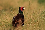 Bažant obecný (Phasianus colchicus). Zámecký park Židlochovice