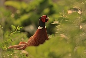 Bažant obecný (Phasianus colchicus). Zámecký park Židlochovice