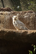 Sovice sněžní (Bubo scandiacus). ZOO Brno
