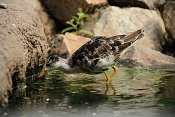 Jespák bojovný (Philomachus pugnax). ZOO Brno
