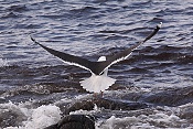 Racek mořský (Larus marinus)