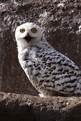 Sovice sněžní (Bubo scandiacus). ZOO Brno