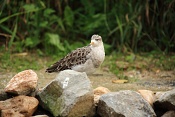 Jespák bojovný (Philomachus pugnax). ZOO Brno