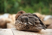 Ostralka štíhlá (Anas acuta). ZOO Brno