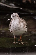 Jespák bojovný (Philomachus pugnax). ZOO Brno
