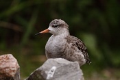 Jespák bojovný (Philomachus pugnax). ZOO Brno
