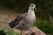 Jespák bojovný (Philomachus pugnax). ZOO Brno