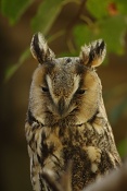 Kalous ušatý (Asio otus). ZOO Brno