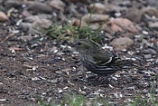 Čížek lesní ♀ (Carduelis spinus), Benátky nad Jizerou