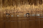Lyska černá (Fulica atra). Sladovský rybník, Loučeň