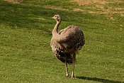 Nandu Darwinův (Rhea pennata). ZOO Zlín