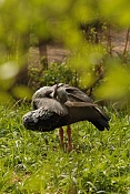 Čája obojková (Chauna torquata) . ZOO Zlín