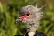Čája obojková (Chauna torquata) . ZOO Zlín