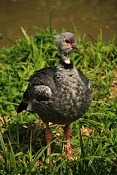 Čája obojková (Chauna torquata) . ZOO Zlín