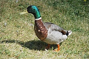 Kachna divoká (Anas platyrhychos)
