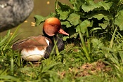 Zrzohlávka rudozobá (Netta rufina) . ZOO Zlín