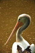 Pelikán australský (Pelecanus conspicillatus) . ZOO Zlín