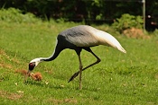Jeřáb bělošíjí (Grus vipio) . ZOO Zlín