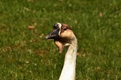 Husa labutí (Anser cygnoides) . ZOO Zlín