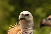 Sup himalájský (Gyps himalayensis) . ZOO Zlín