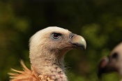 Sup himalájský (Gyps himalayensis) . ZOO Zlín
