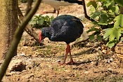 Slípka modrá (Porphyrio porphyrio) . ZOO Zlín